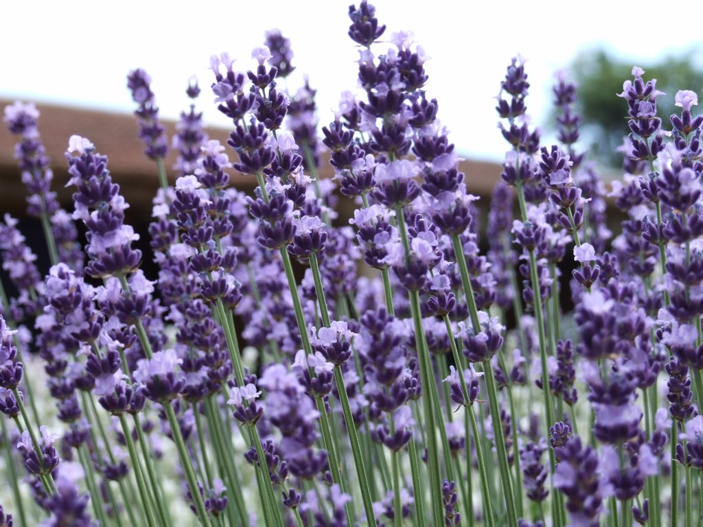 Lavender Vera - Lavandula Angustifolia Seeds (English Lavender) - Click Image to Close